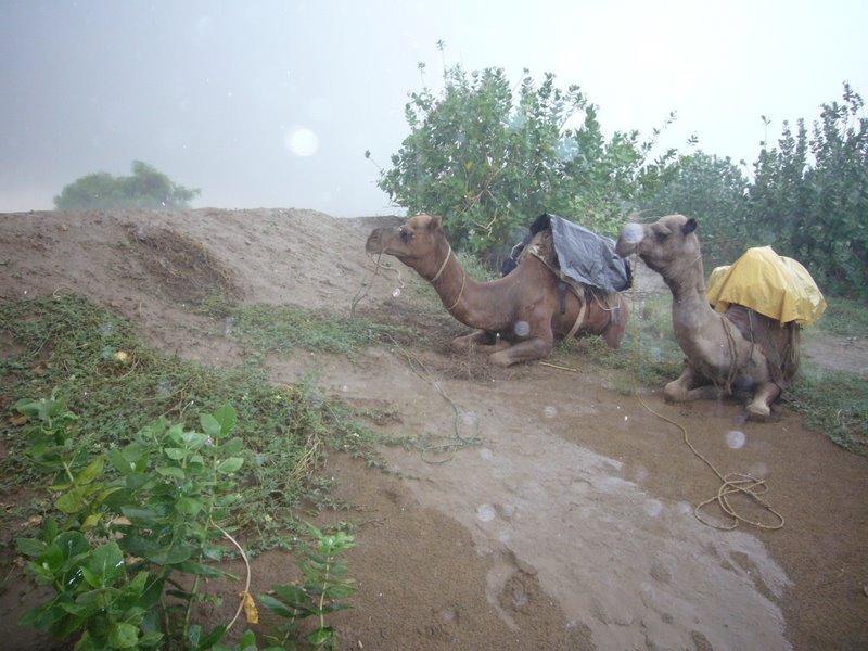 But the rains come down after an hour of camel-riding.